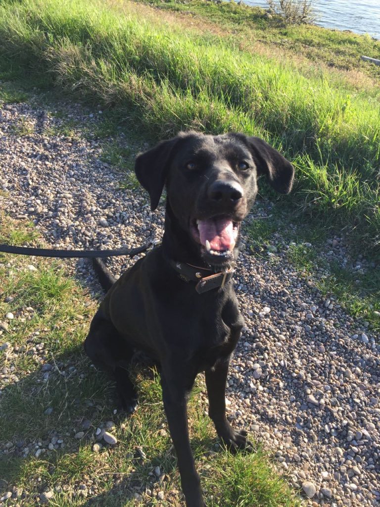 Hunde Archive Tierheim Mannheim