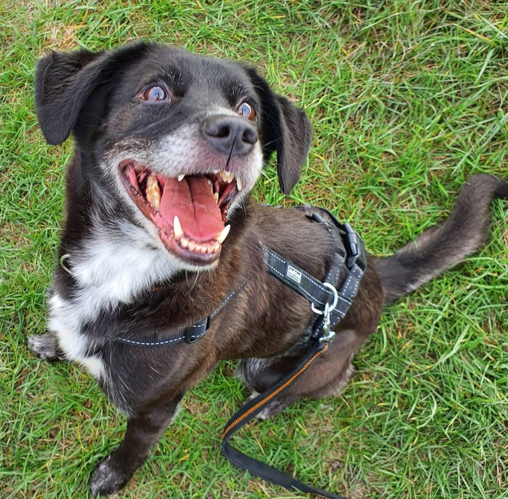 Sissi sucht ein neues Zuhause Tierheim Mannheim