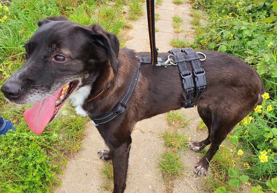 Sissi sucht ein neues Zuhause Tierheim Mannheim