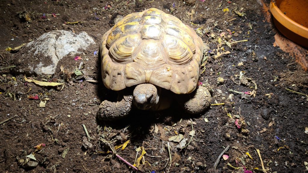 Newton sucht ein neues Zuhause Tierheim Mannheim