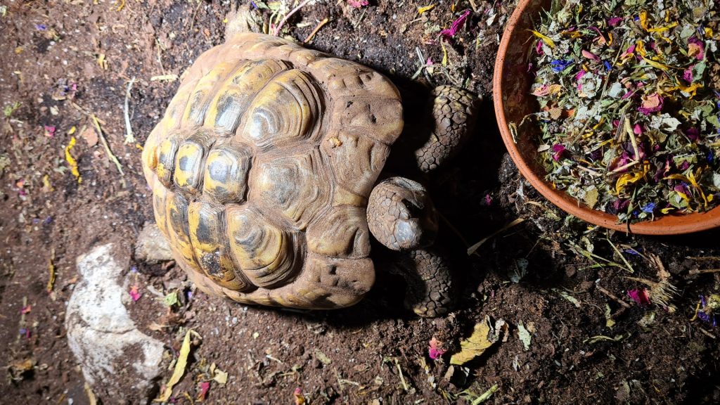 Newton sucht ein neues Zuhause Tierheim Mannheim