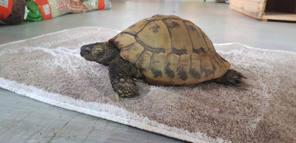 Exoten Archive Tierheim Mannheim