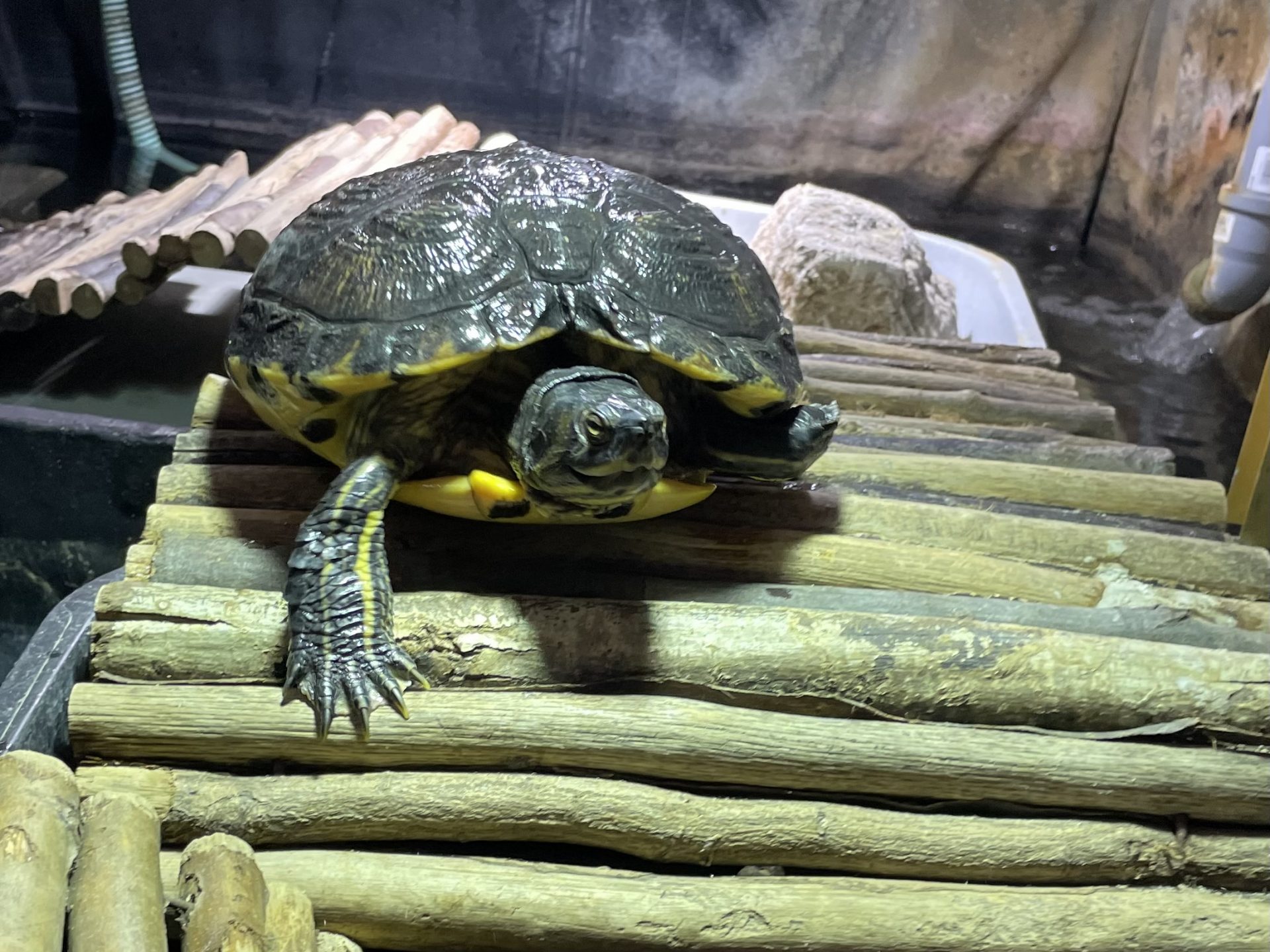 Gelbwangenschmuckschildkröte