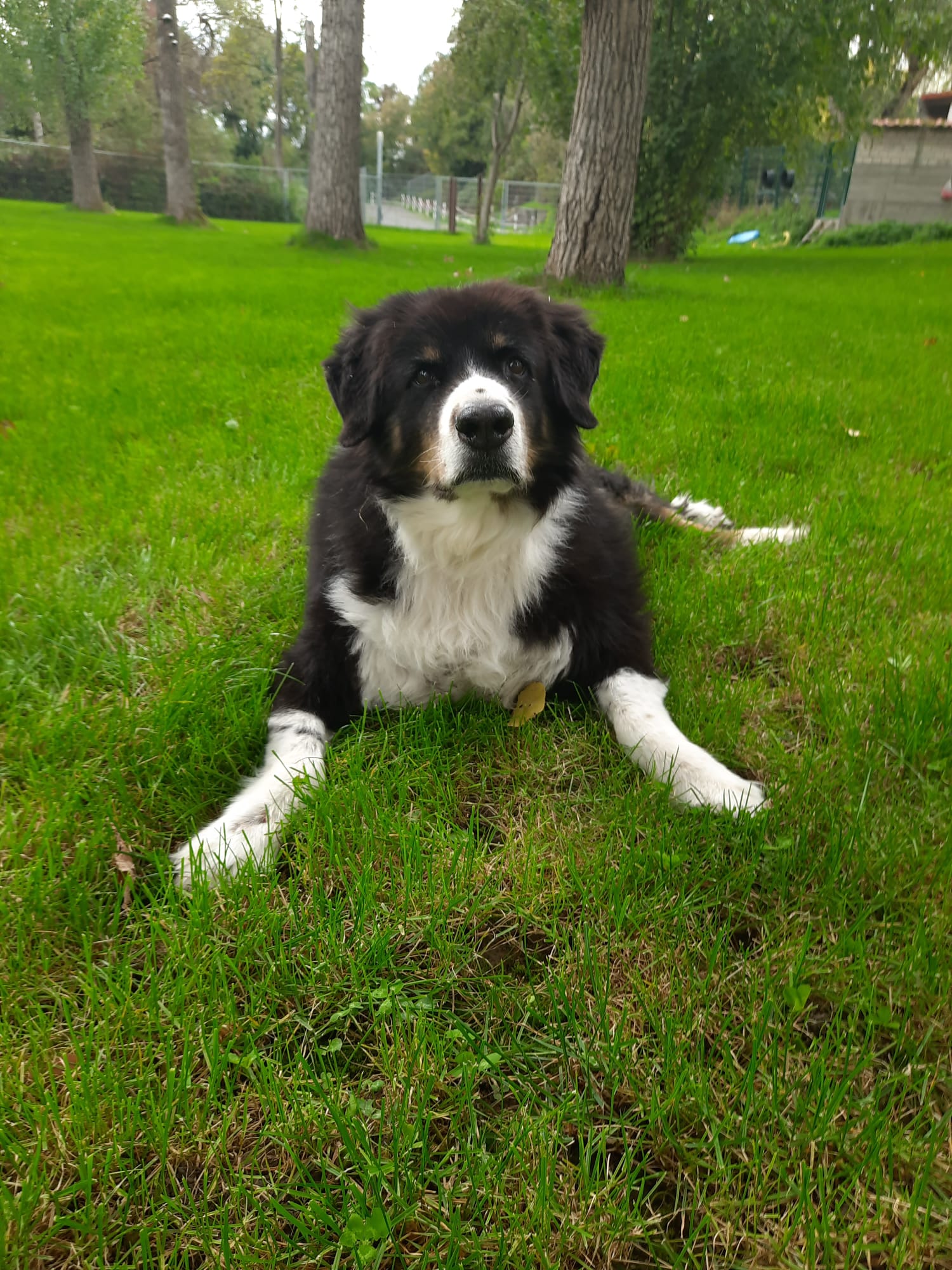 vermittelt-lucy-tierheim-mannheim