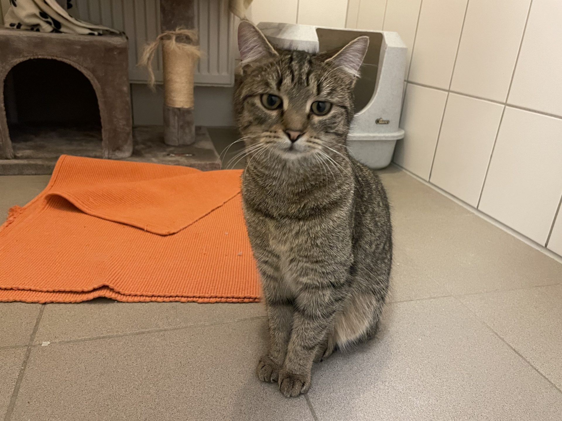 vermittelt-zoey-tierheim-mannheim