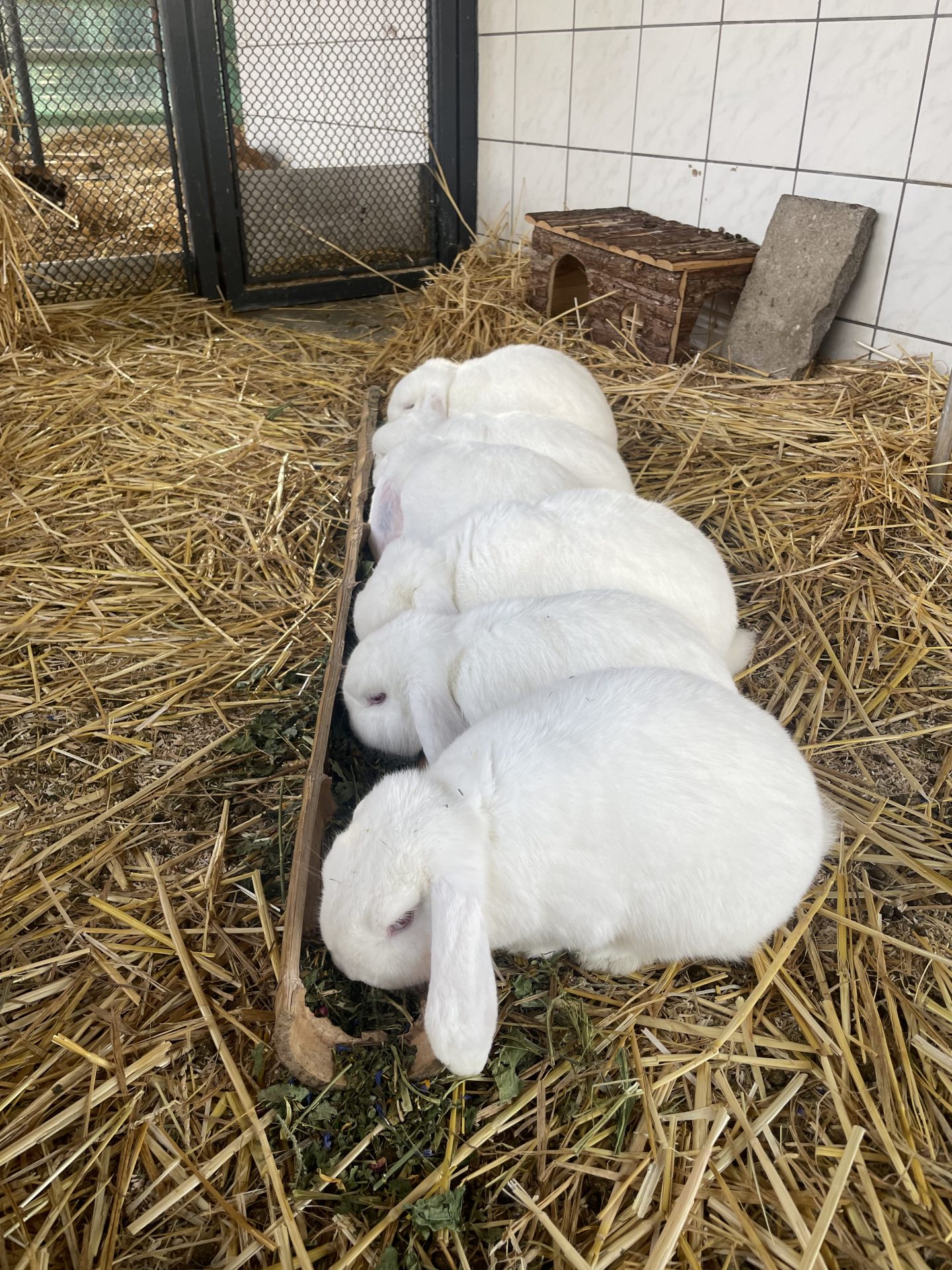 Kaninchendamen