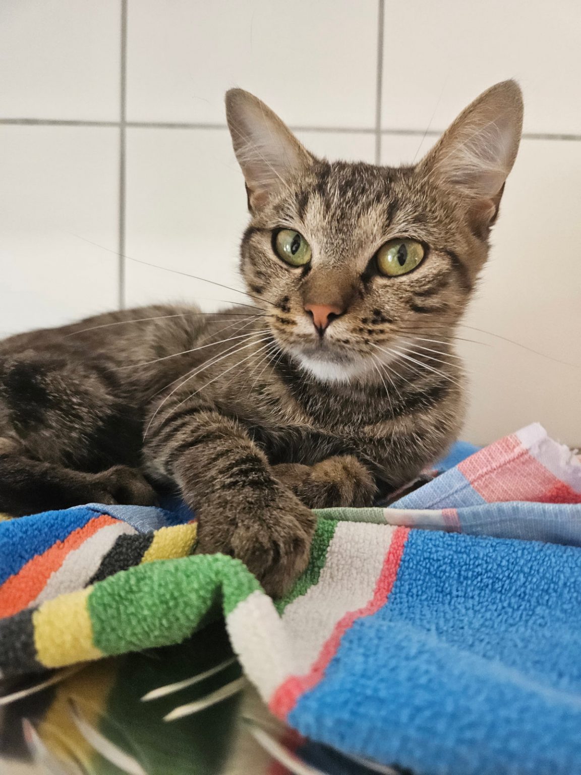 Viele Katzen suchen ein neues Zuhause! Tierheim Mannheim