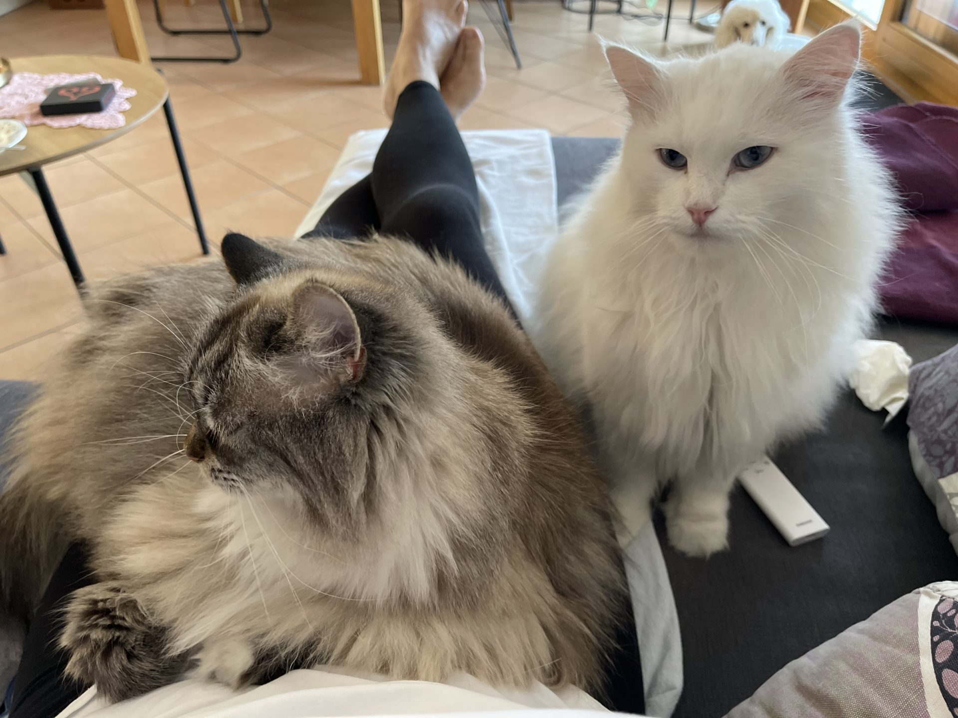 Pinnwand: Janka & Kaiti