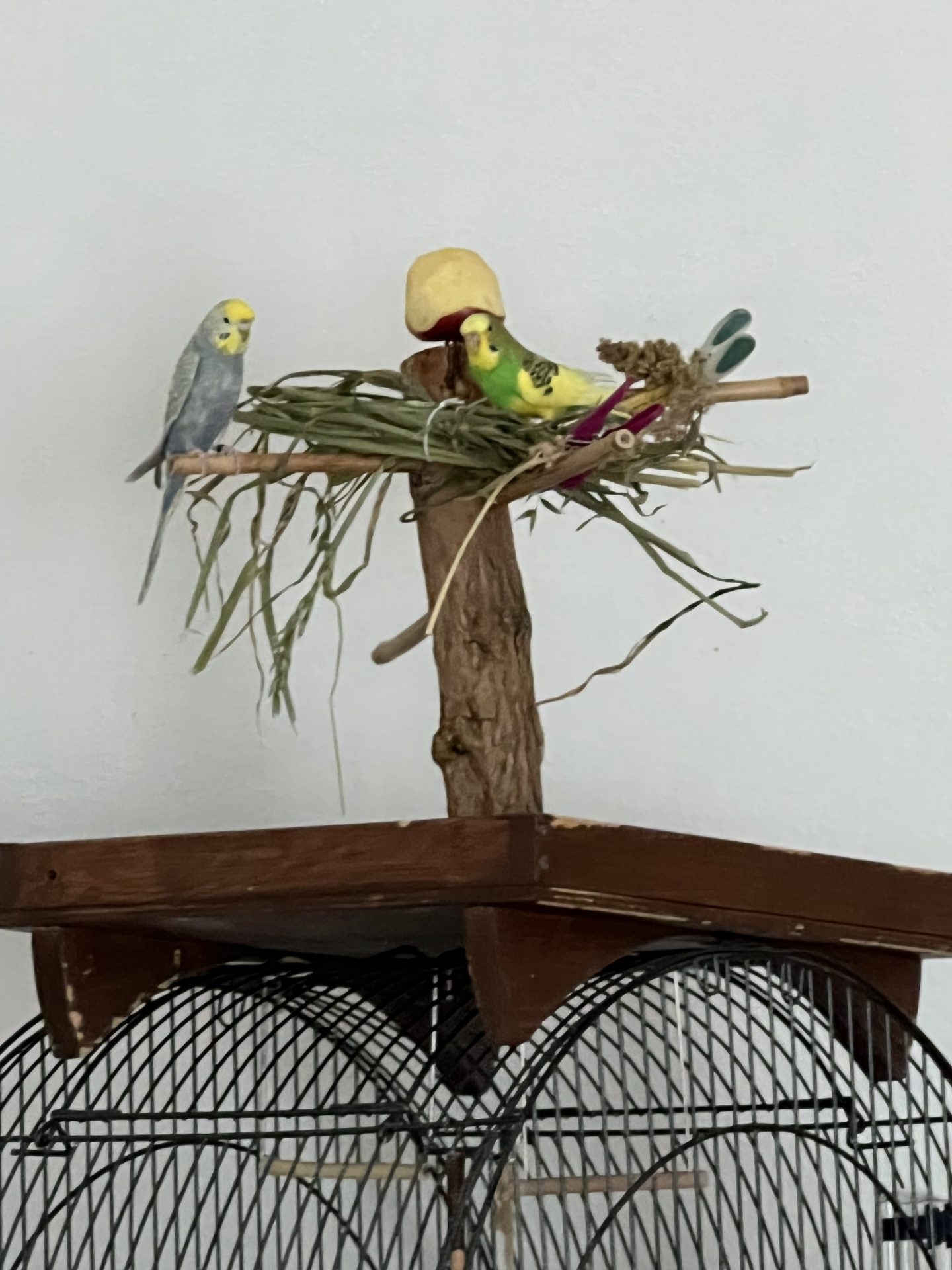 Pinnwand: Yuri und Ria