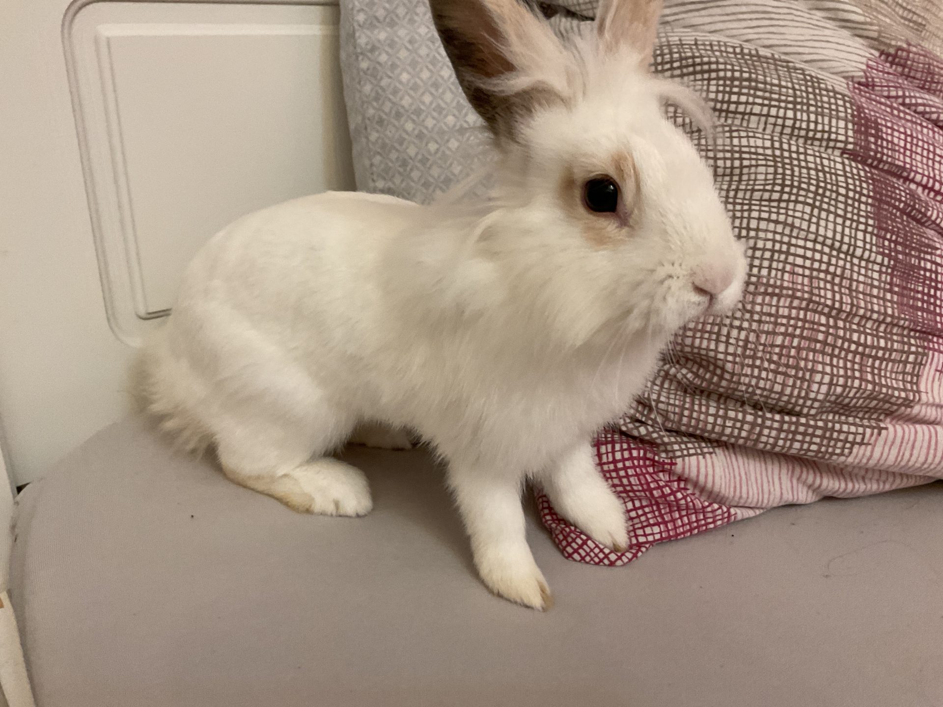 Vermisst: Kaninchen Bambi in Mannheim-Vogelstang
