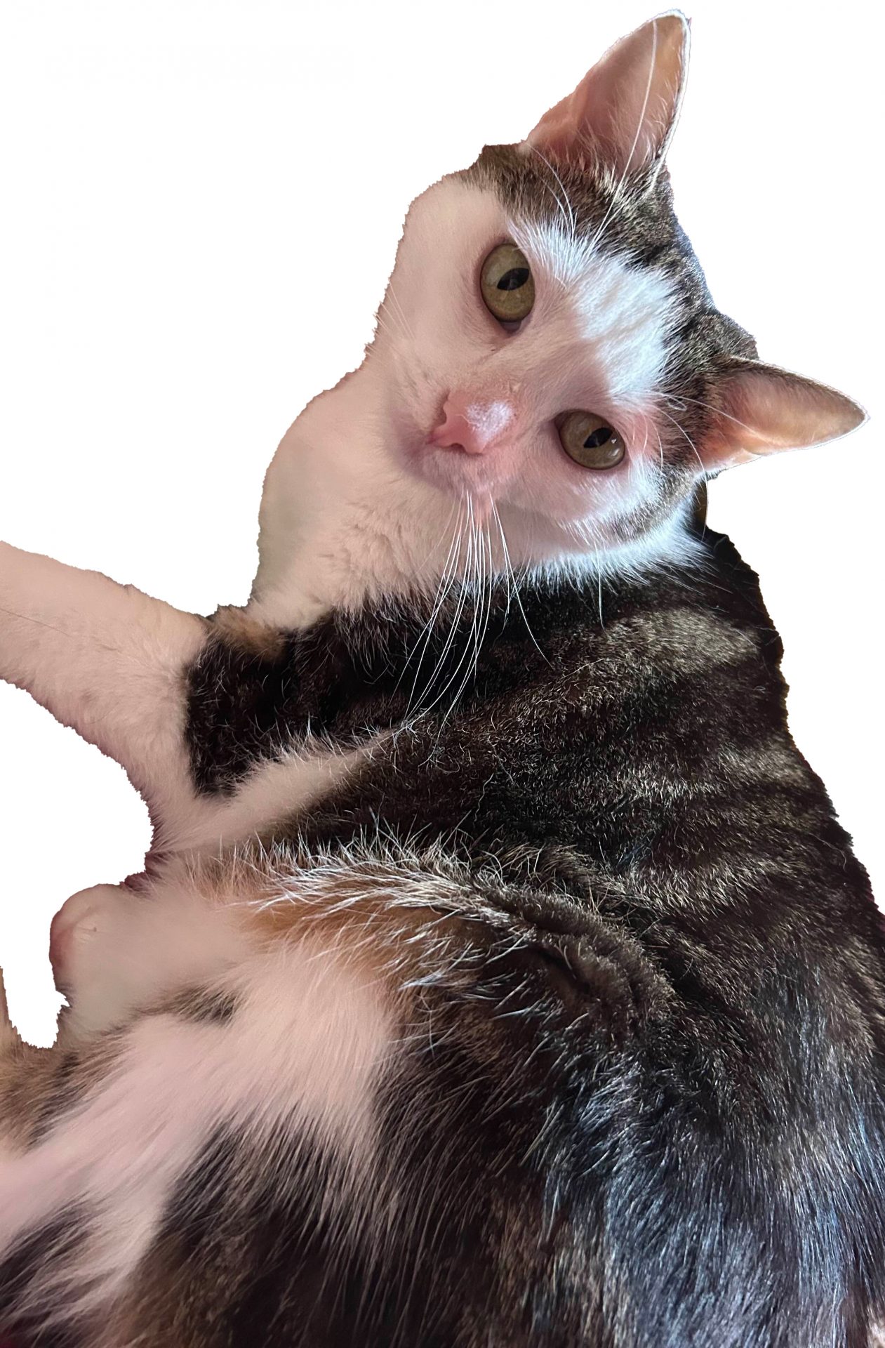 Vermisst: Katze Mallory in 68169 Mannheim-Neckarstadt-West