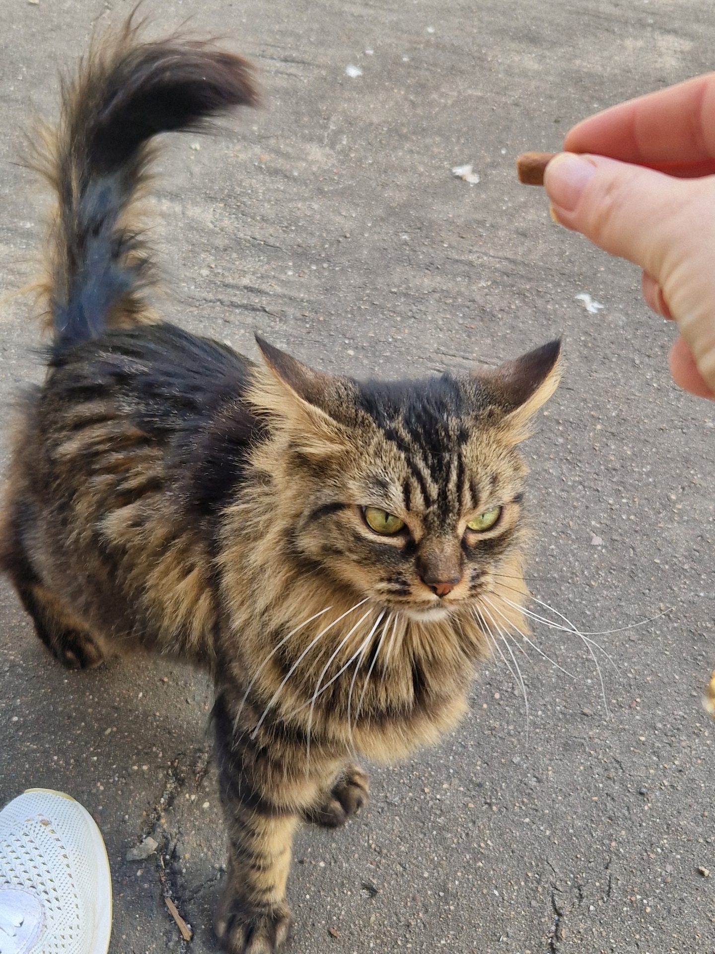 Vermisst: Katze Mica in 68169 Mannheim-Neckarstadt