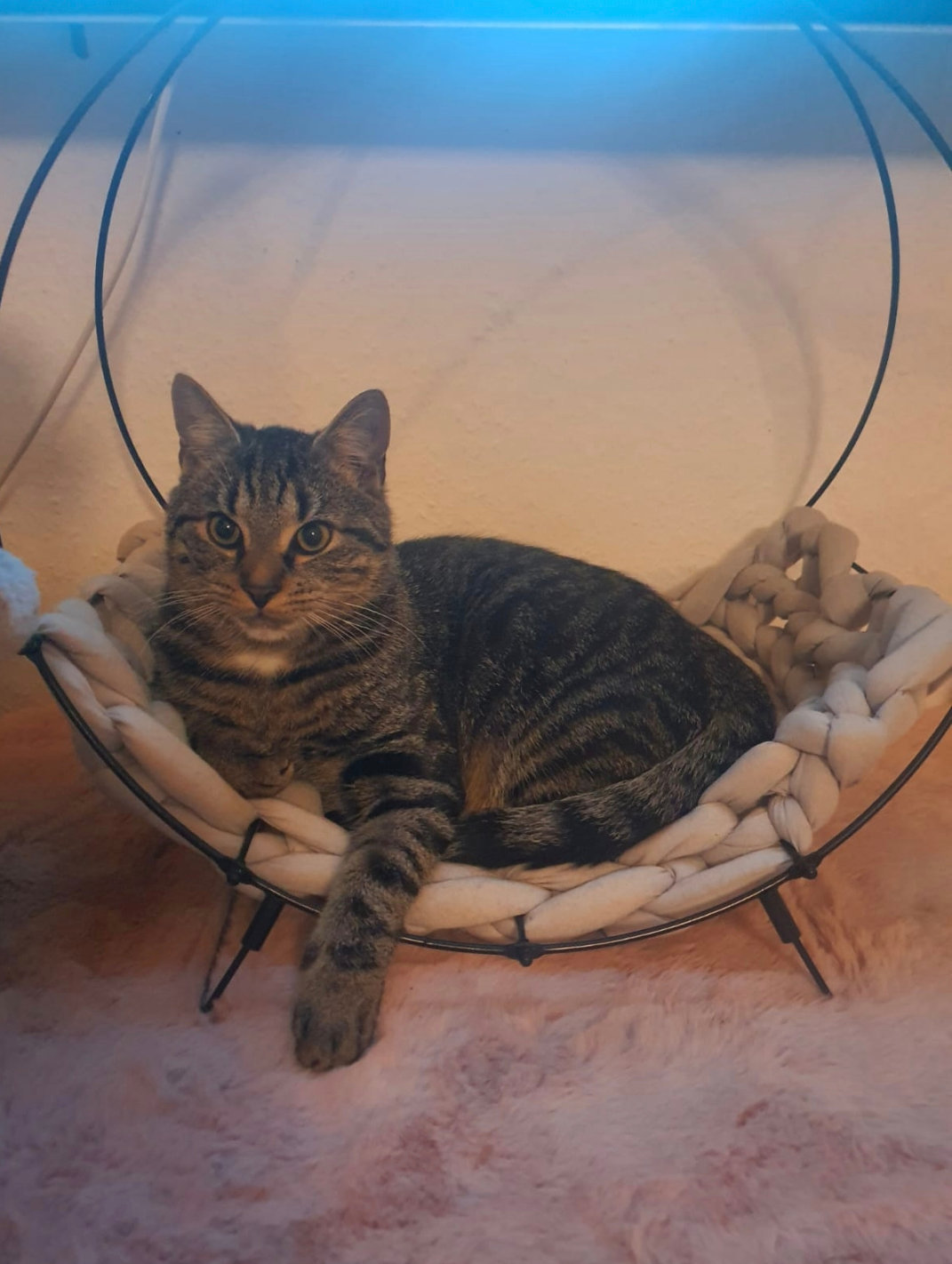 Vermisst: Kater Milo in 68199 Mannheim-Neckarau