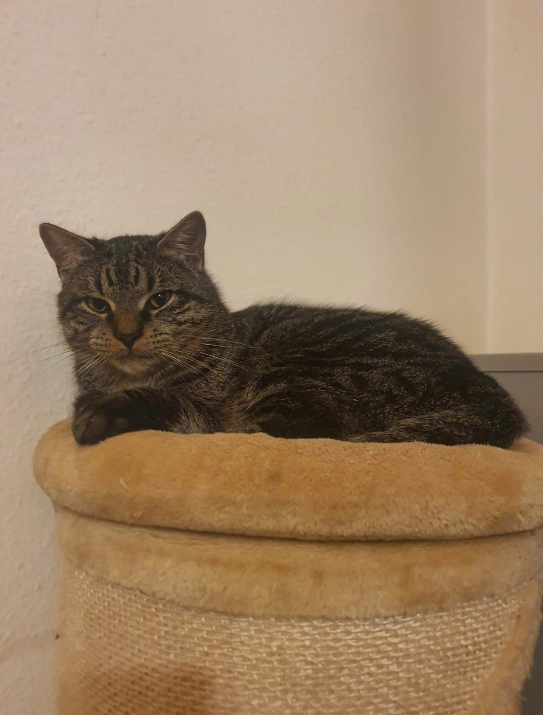 Vermisst: Kater Simba in 68199 Mannheim-Neckarau