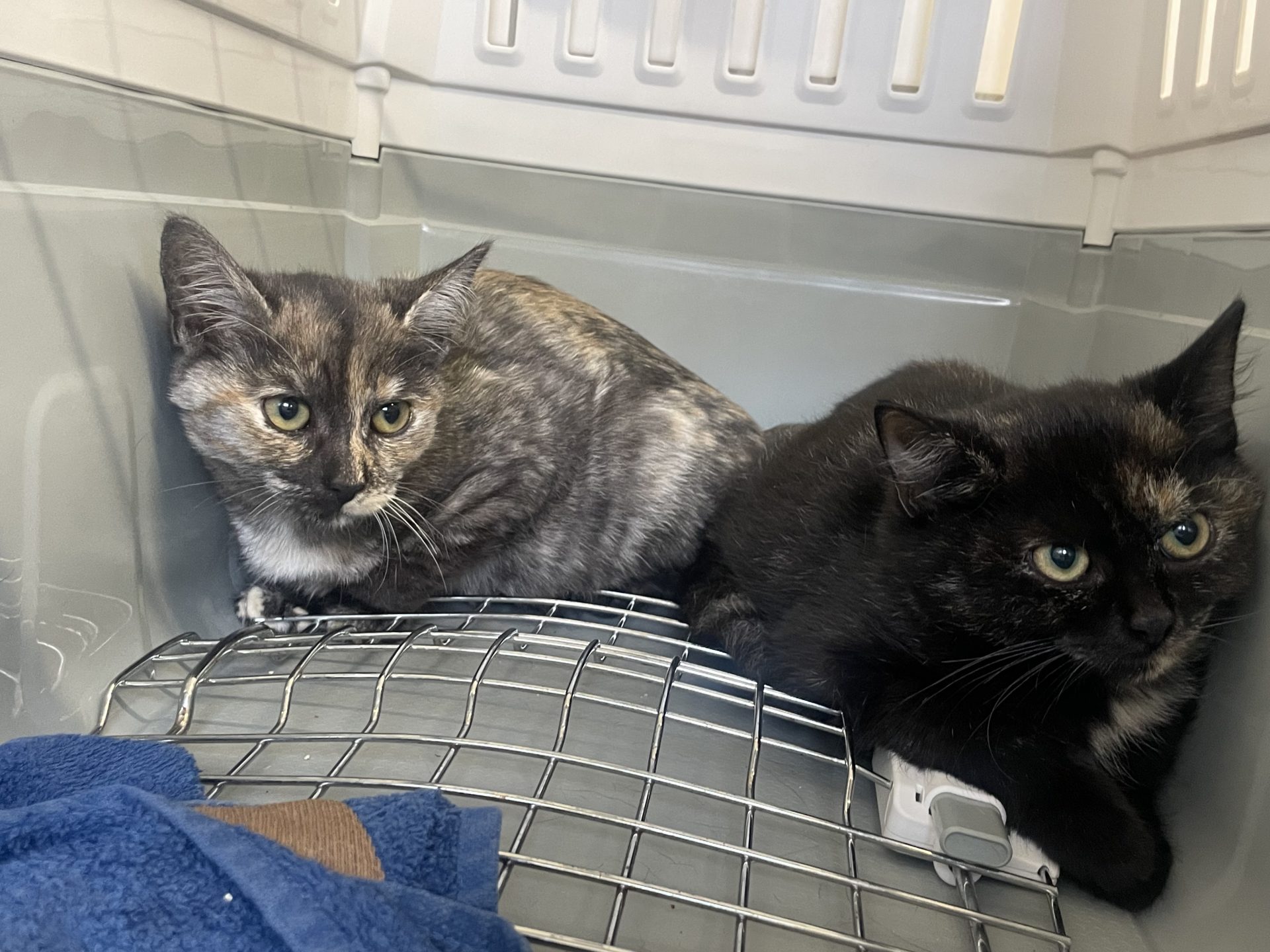 Nebula, Tara, Nova, Hoshi, Arawan, Lynx