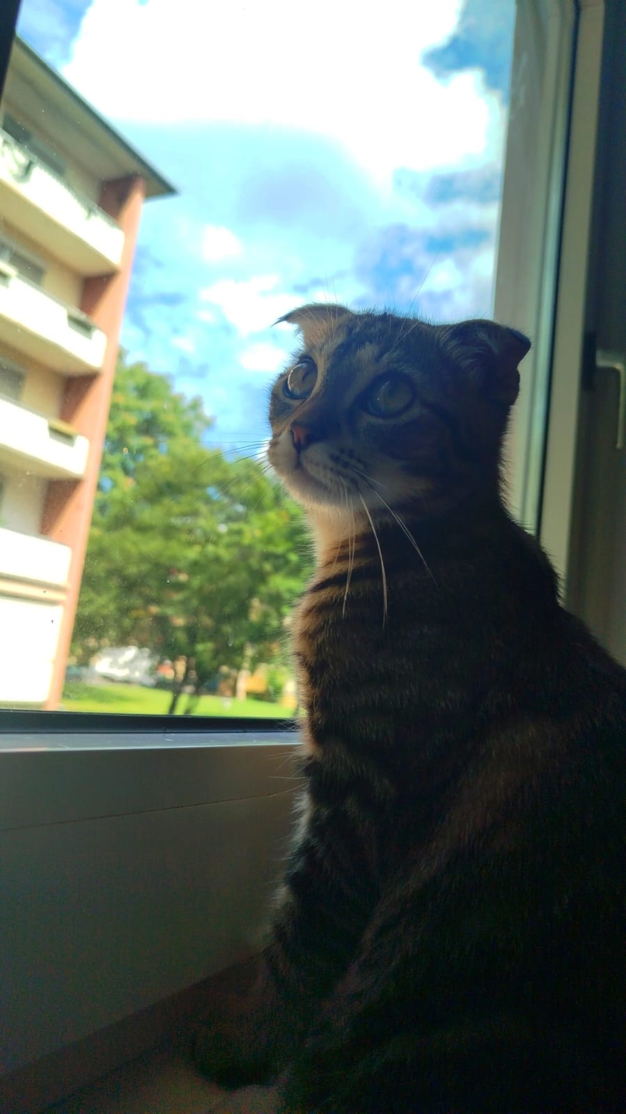 Pinnwand: Miso