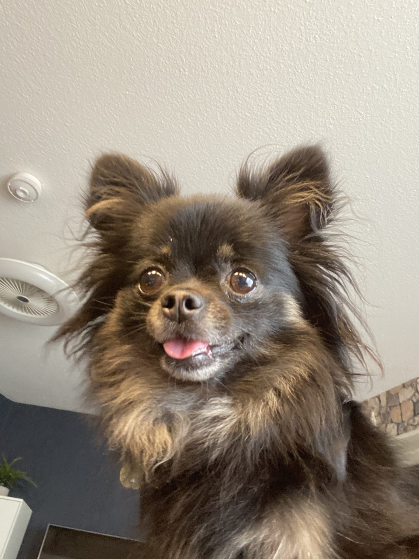 Pinnwand: Nala