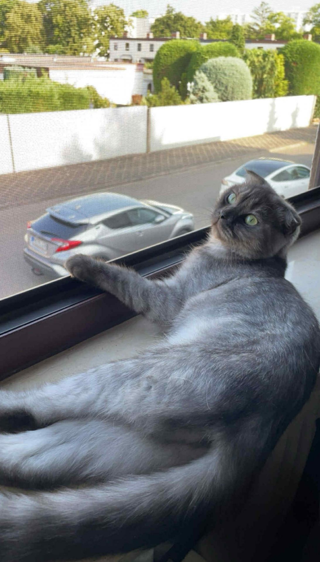 Vermisst: Katze Fema in 68309 Mannheim-Vogelstang