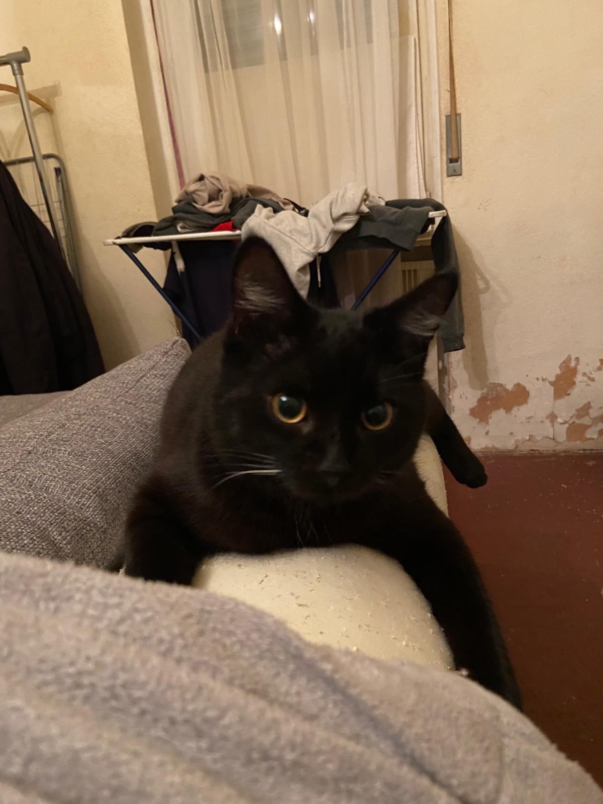 Vermisst: Kater Peterle in 68305 Mannheim-Waldhof