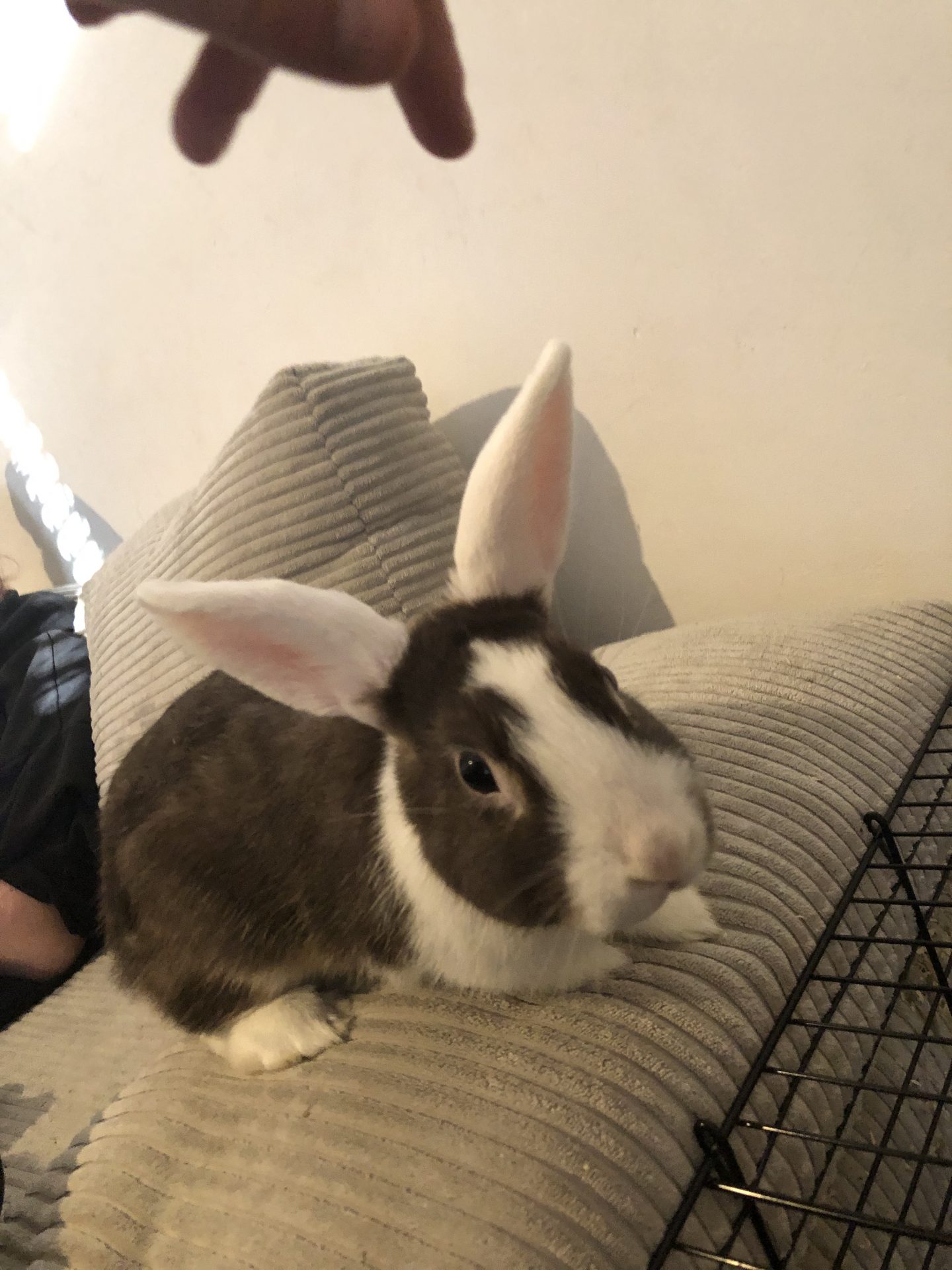 Pinnwand: Blume & Bambi