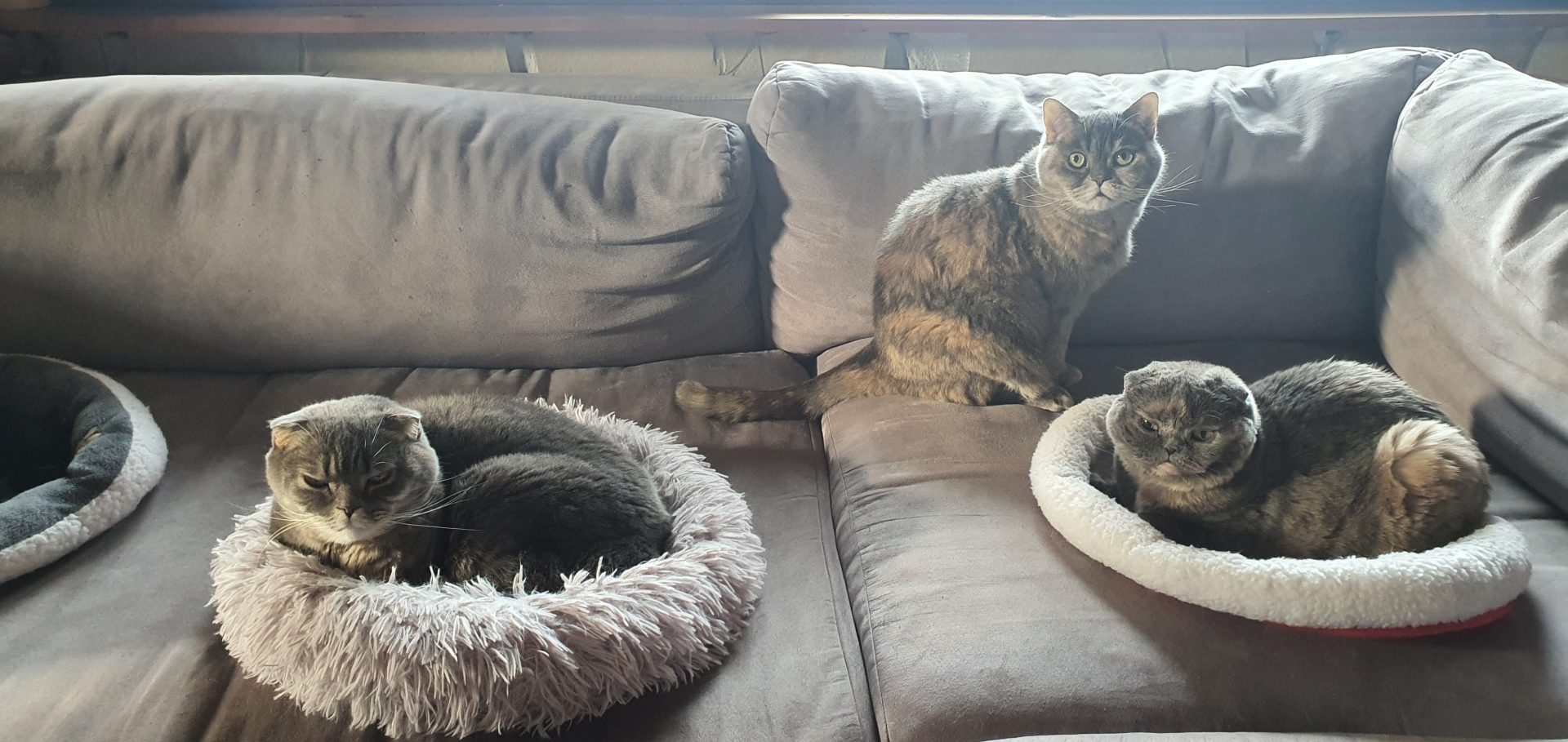 Pinnwand: Mimi, Mia und Sammy