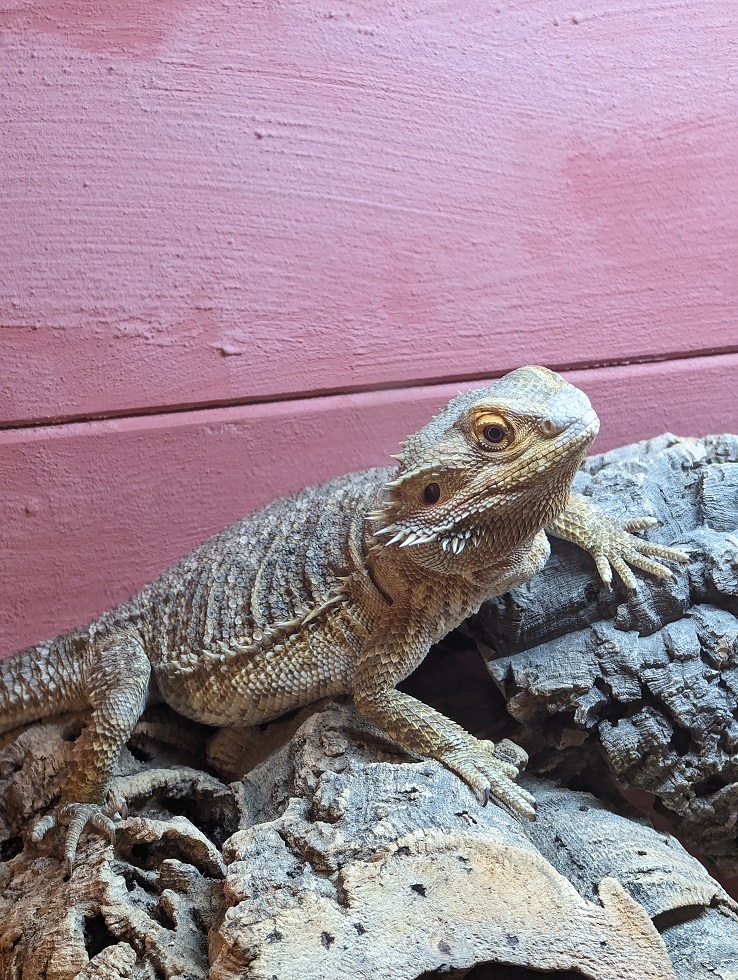 Pinnwand: Misty & El Barto