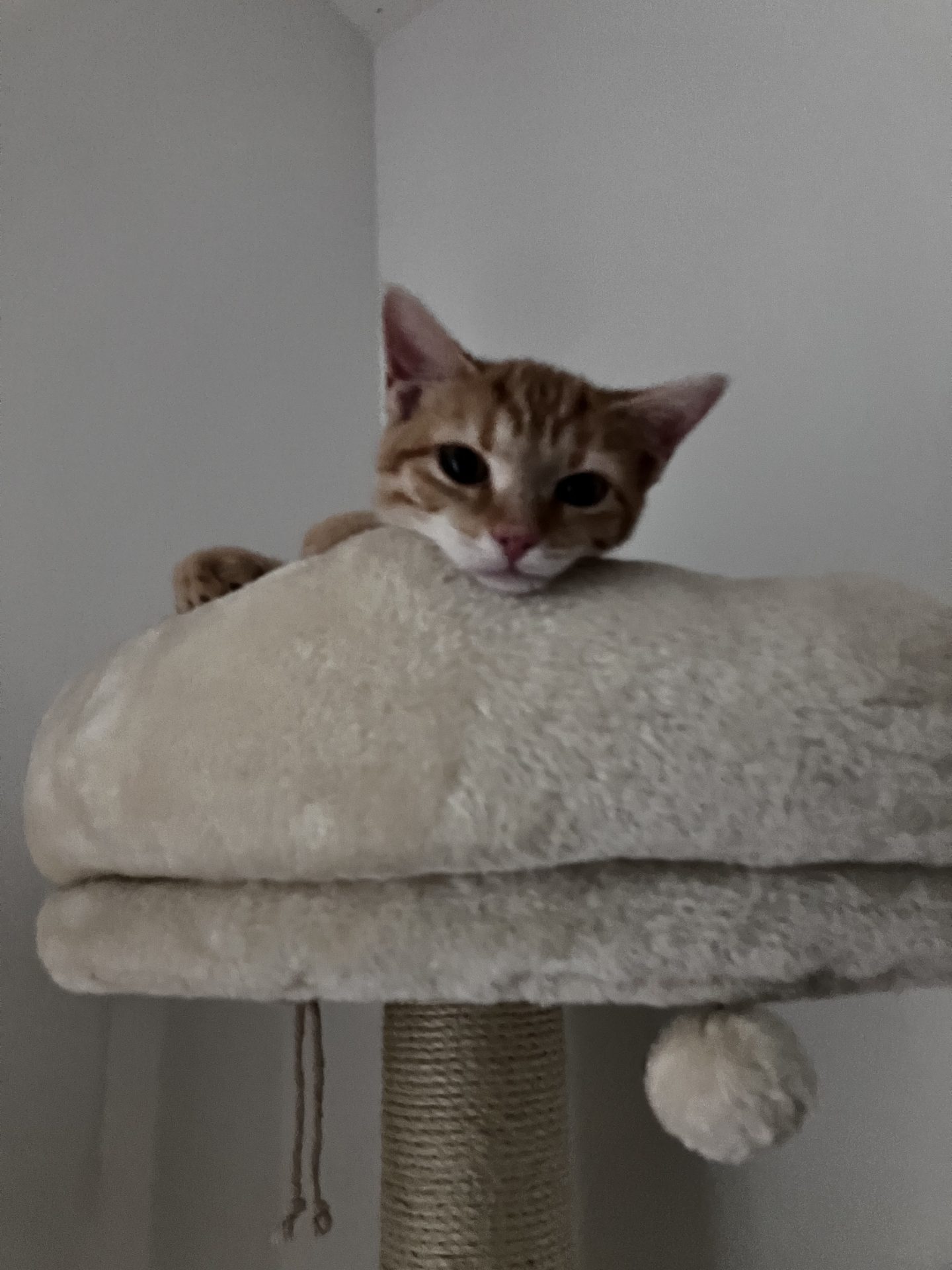 Vermisst: Katze Happy in 68239 Mannheim-Seckenheim