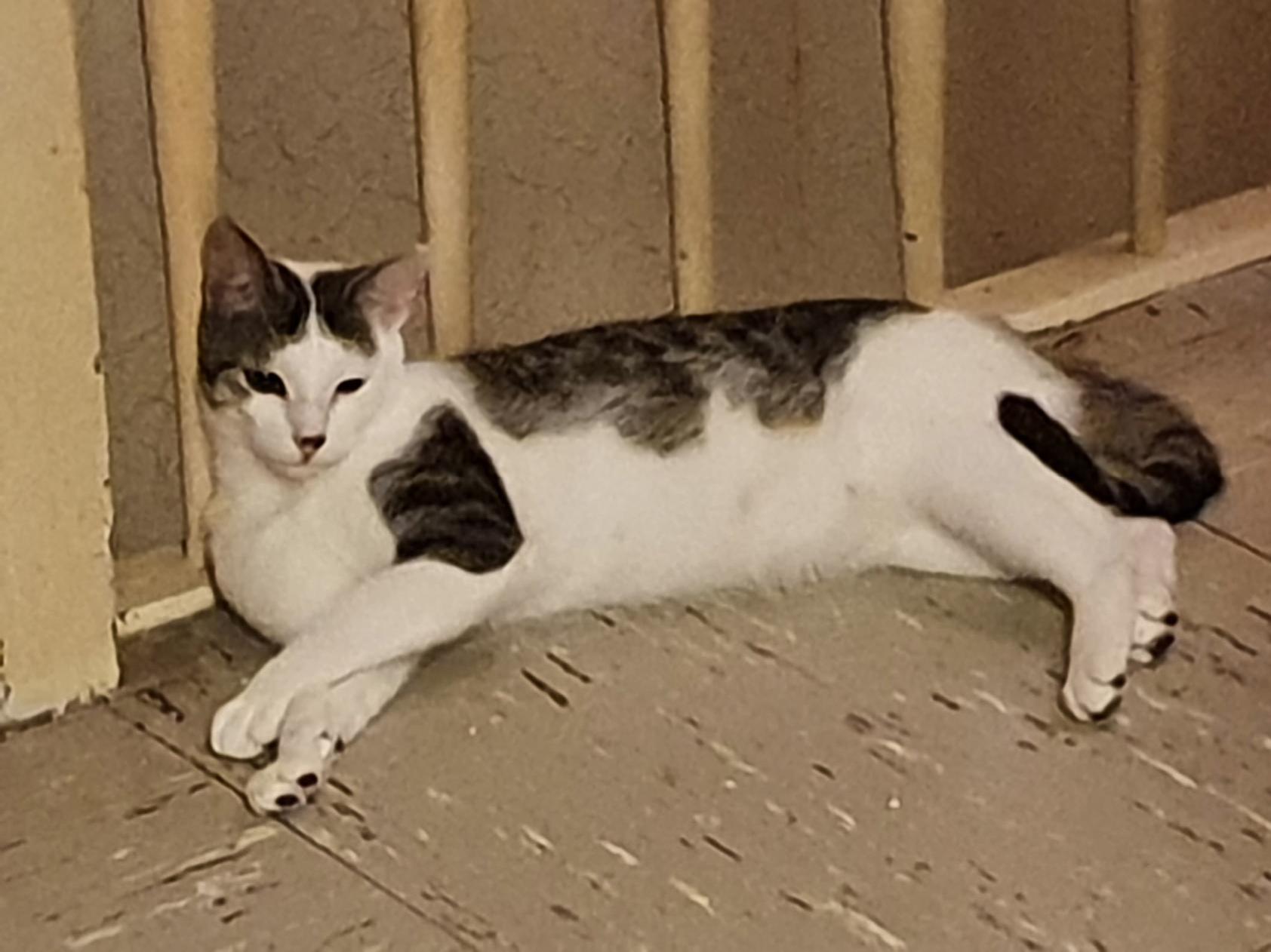 Vermisst: Kater Karlo in 68309 Mannheim-Käfertal