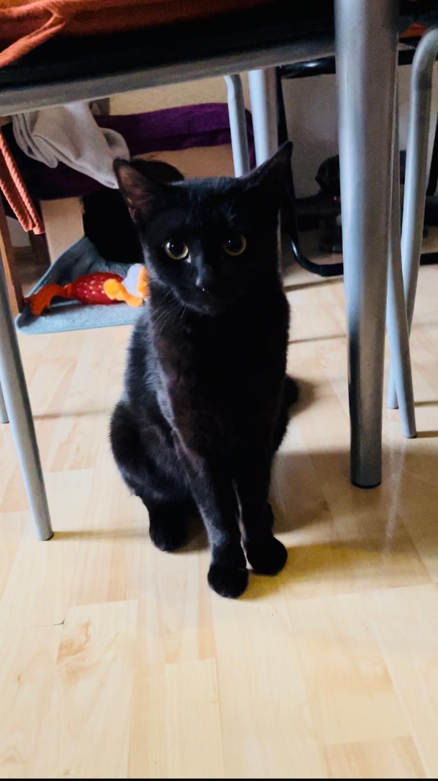 Vermisst/Zugelaufen: Schwarze Katze in 68307 Mannheim-Sandhofen