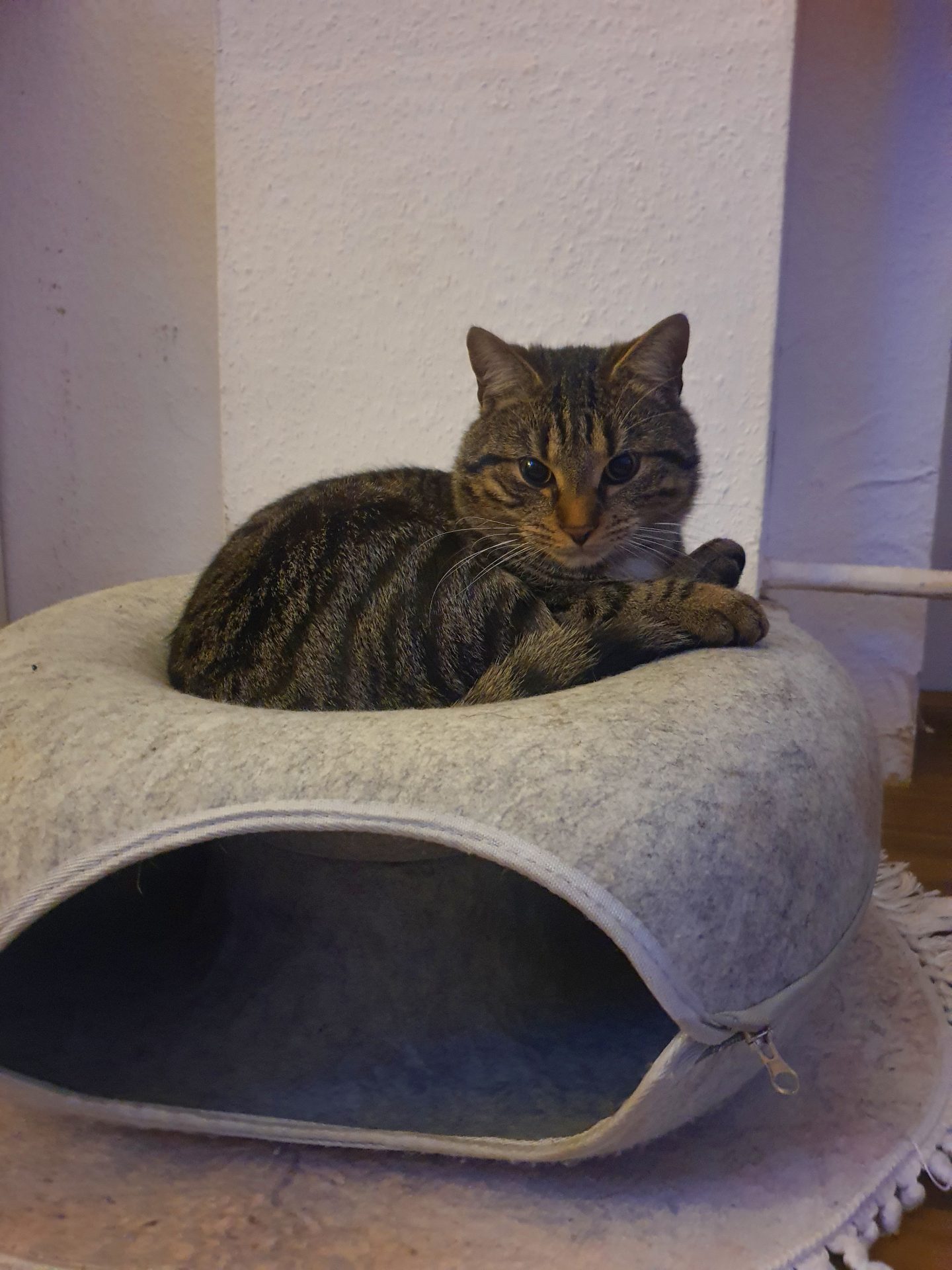 Vermisst: Kater Milo & Simba in 68199 Mannheim-Neckarau