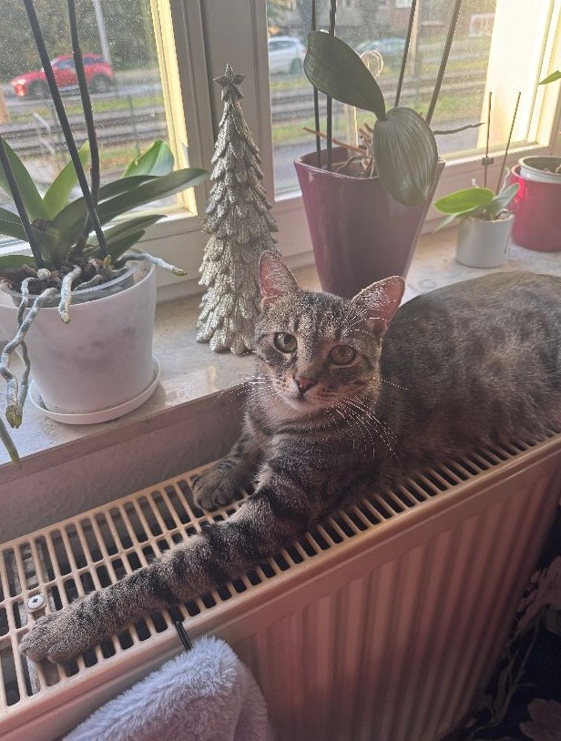 Vermisst: Kater Cile in 68167 Mannheim-Neckarstadt