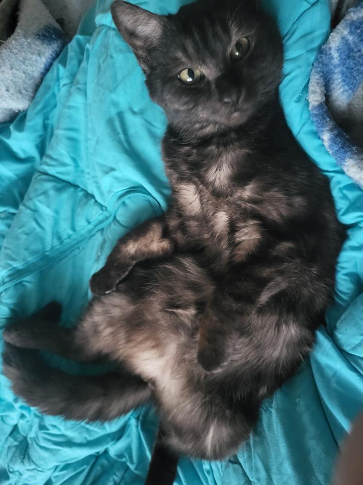 Vermisst: Kater Momo in 68219 Mannheim-Rheinau