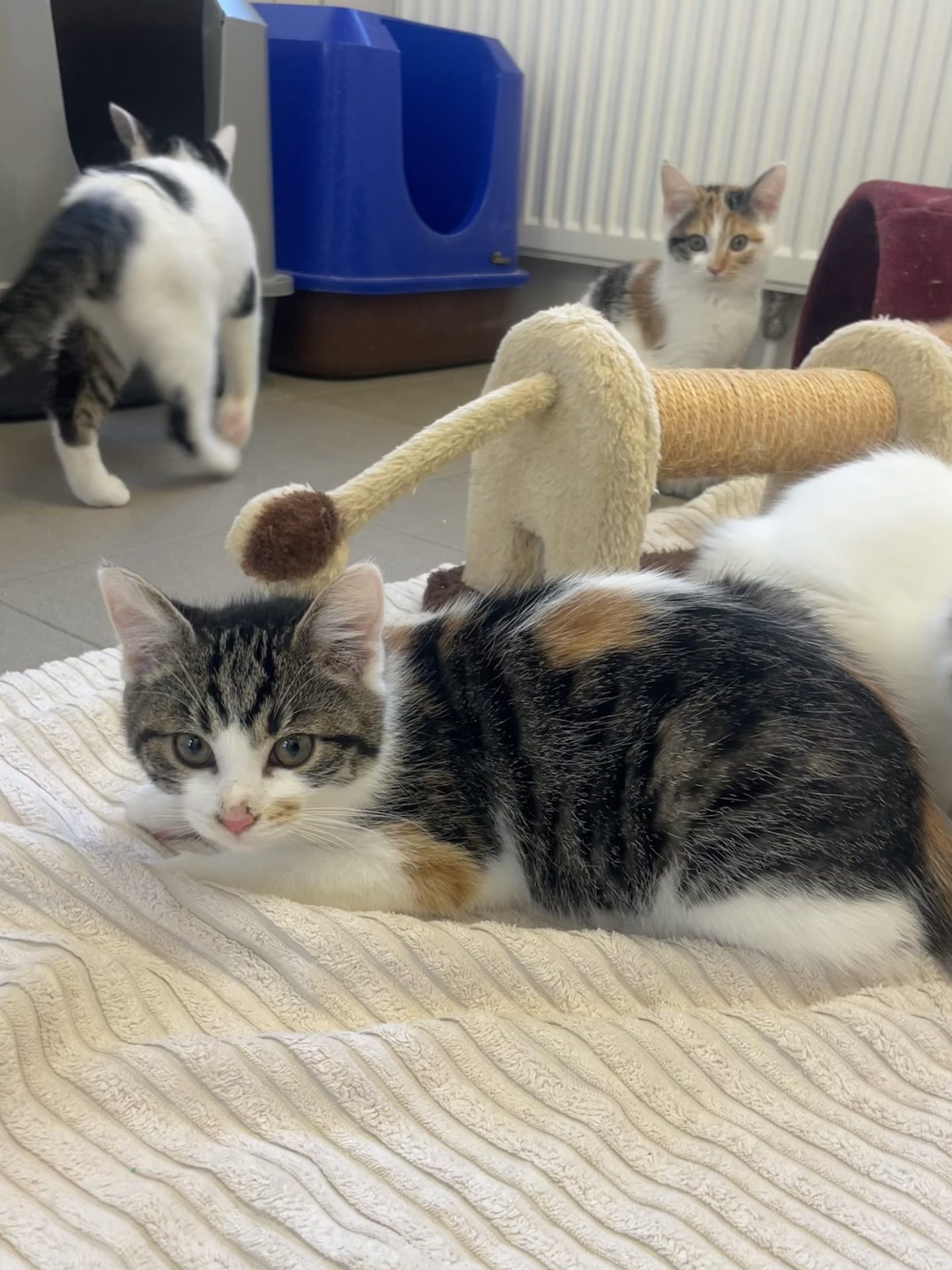 Victoria, Georgina, Johanna, Marial, Peter