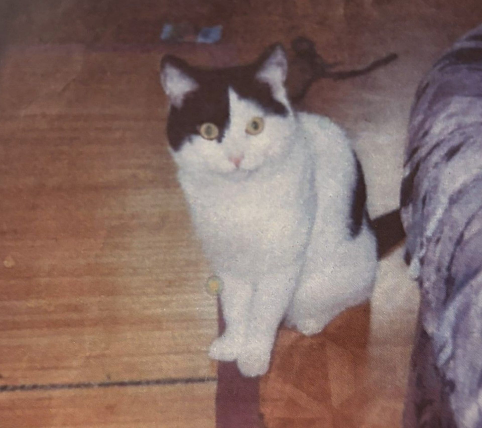 Vermisst: Kater Amor in 68165 Mannheim-Schwetzingerstadt