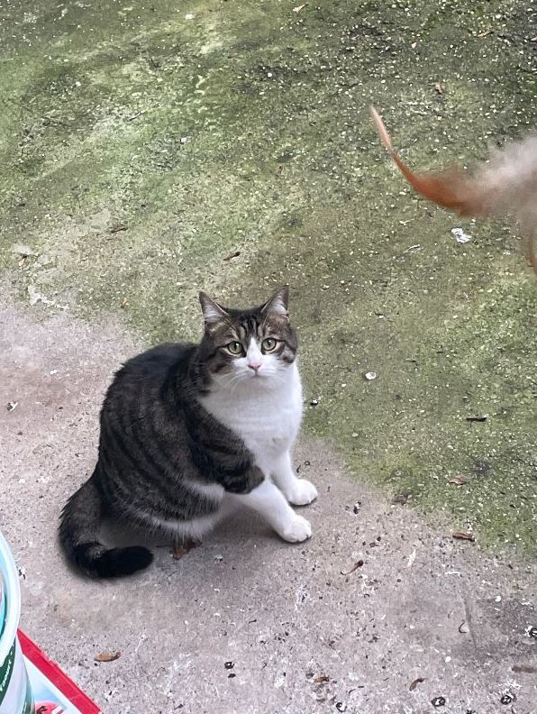 Vermisst: Katze Bibo in 68169 Mannheim-Neckarstadt