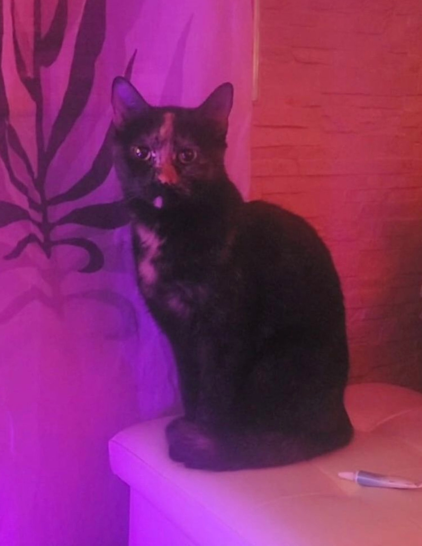 Vermisst: Katze Müsli in 68219 Mannheim-Rheinau