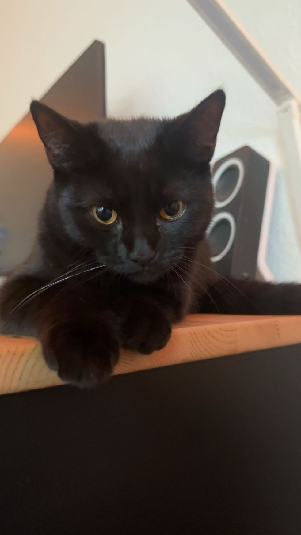 Vermisst: Katze Warde in 68161 Mannheim-Innenstadt