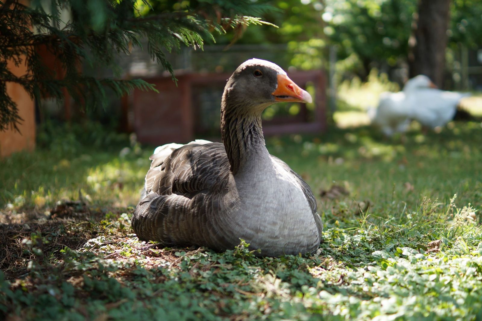 Flohmarktartikel gesucht!