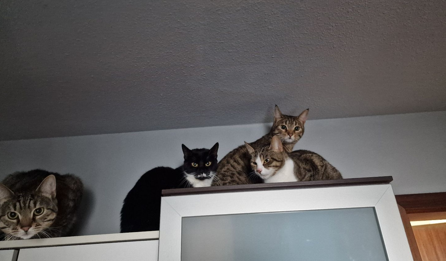 Pinnwand: Fendi, Tchino & Sukara