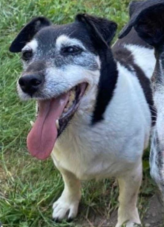 Vermisst: Hündin Bella in 68169 Mannheim