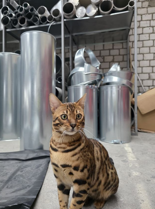 Vermisst: Kater Bozkurt in 68159 Mannheim