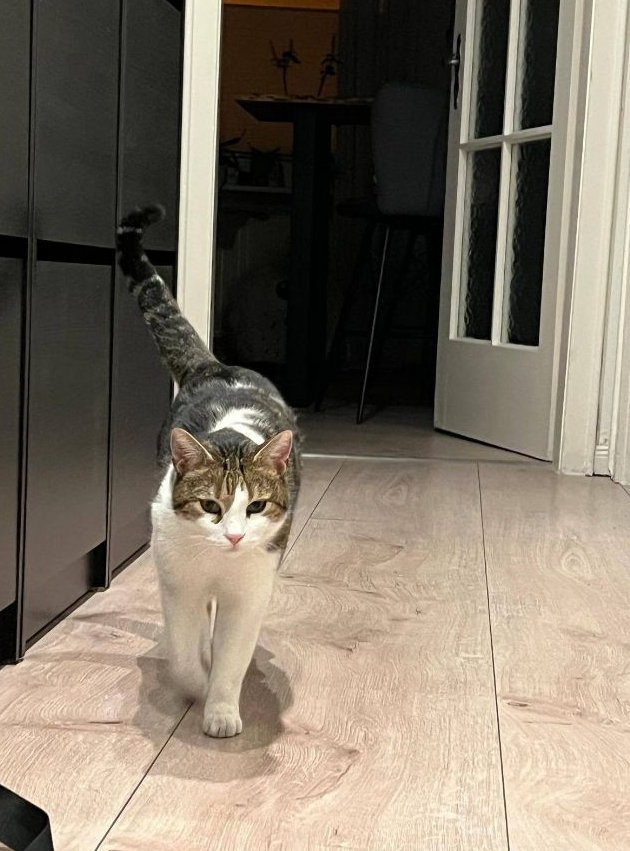 Vermisst: Kater Brutus in 68199 Mannheim-Neckarau