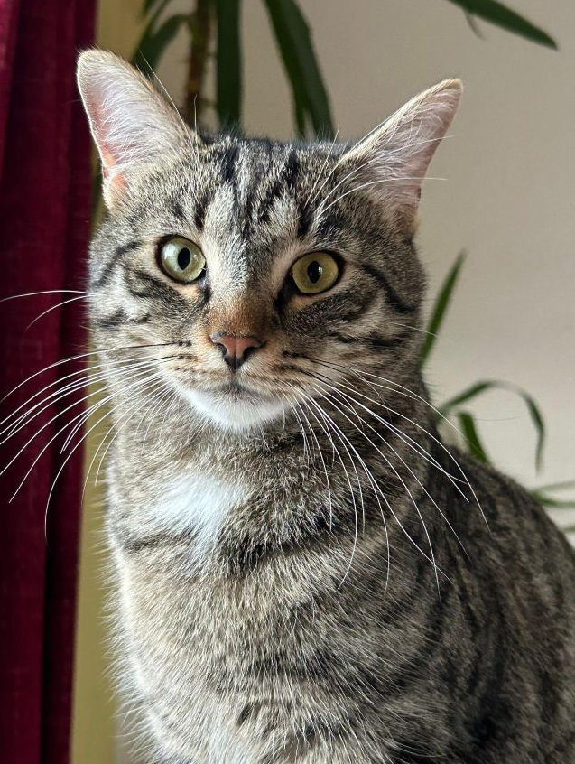 Vermisst: Kater Friedolin in 68809 Neulußheim