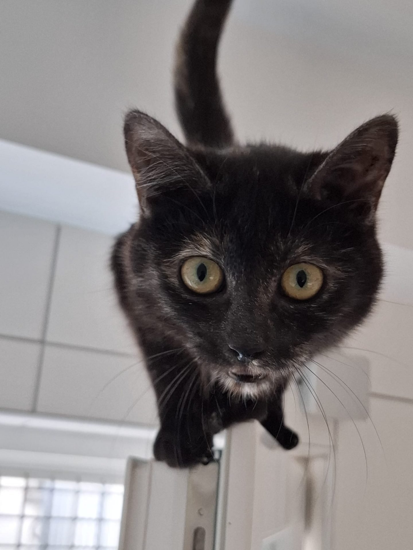 Nova, Hoshi, Arawan, Lynx