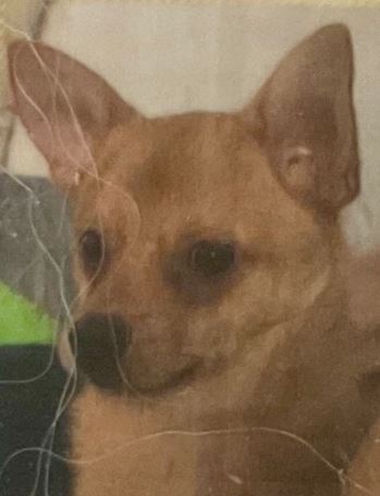 Vermisst: Hund Balu in 67227 Frankenthal