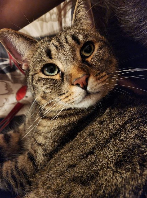 Vermisst: Katze Charly in 68309 Mannheim-Vogelstang