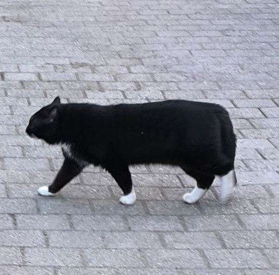 Vermisst: Kater Blacky in 68219 Mannheim-Rheinau