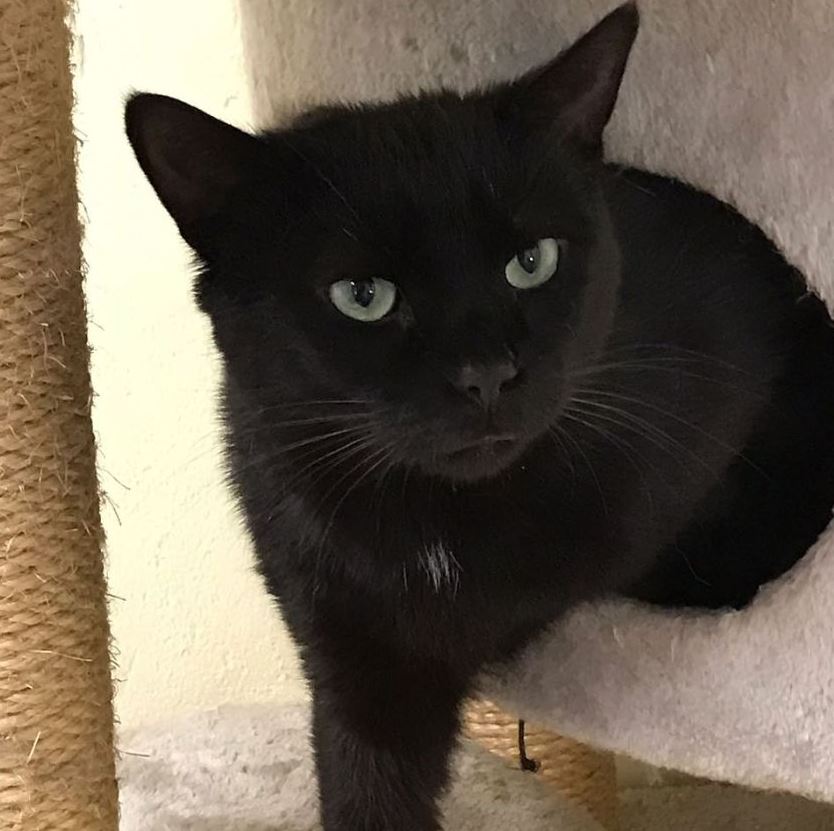 Vermisst: Kater Felix in 68163 Mannheim-Neuhermsheim