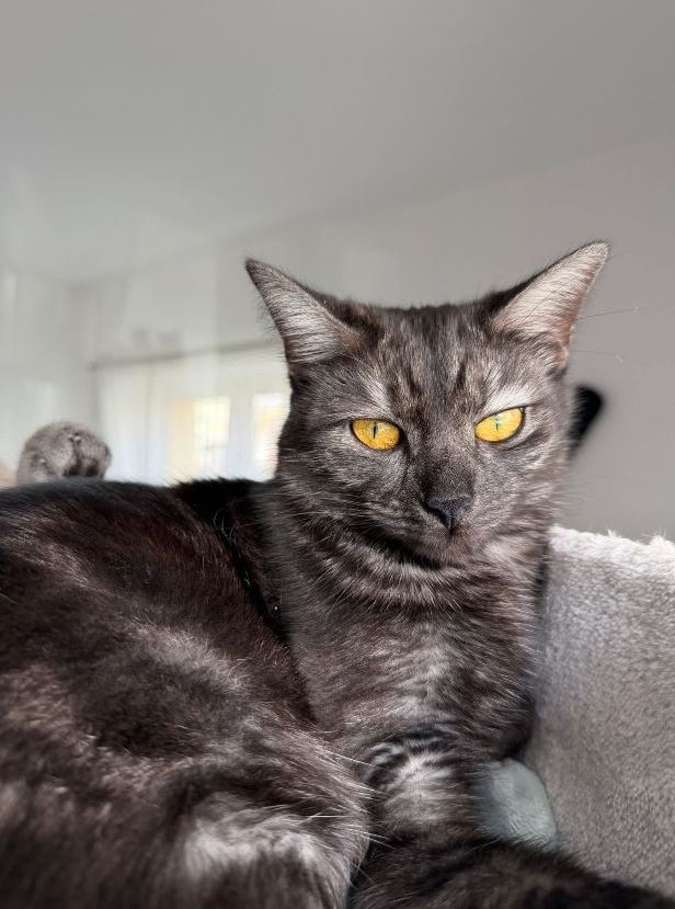 Vermisst: Katze Kara in 68169 Mannheim-Neckarstadt