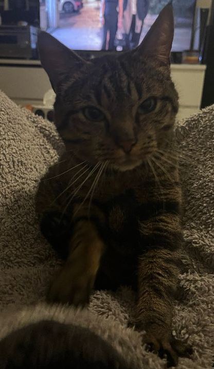 Vermisst: Katze Leo in 68167 Mannheim-Neckarstadt